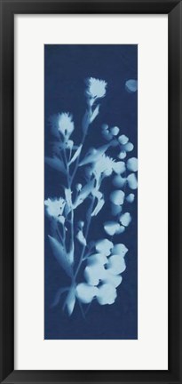 Framed Cyanotype No.14 Print