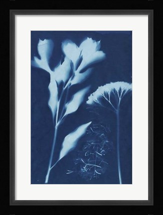 Framed Cyanotype No.15 Print