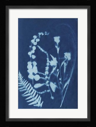 Framed Cyanotype No.16 Print