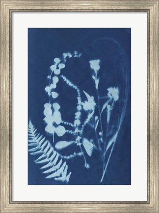Framed Cyanotype No.16 Print