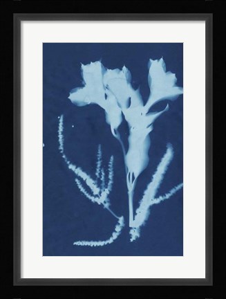 Framed Cyanotype No.17 Print