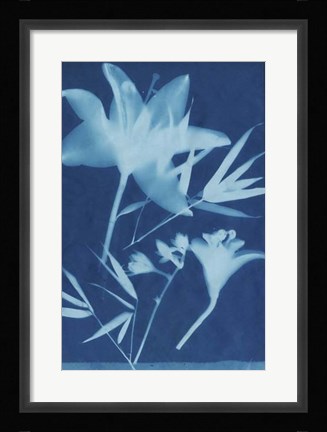 Framed Cyanotype No.18 Print