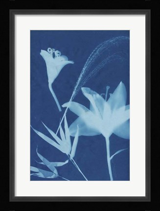 Framed Cyanotype No.19 Print