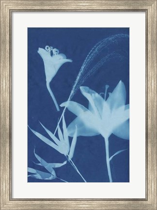 Framed Cyanotype No.19 Print
