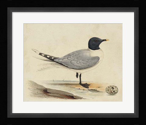Framed Meyer Shorebirds I Print