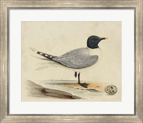 Framed Meyer Shorebirds I Print