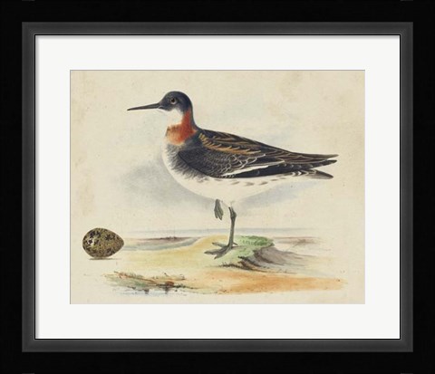 Framed Meyer Shorebirds II Print