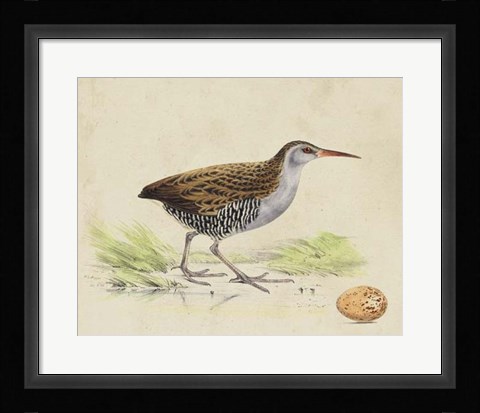 Framed Meyer Shorebirds III Print