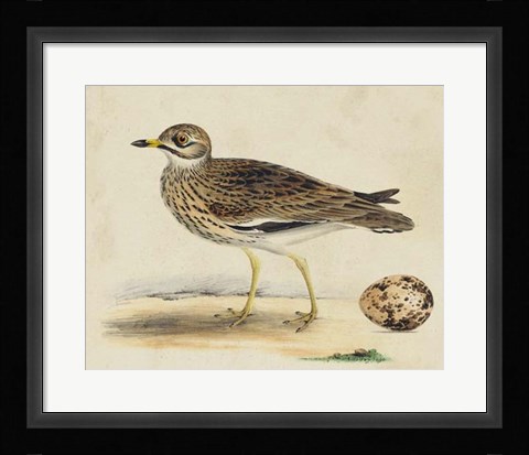 Framed Meyer Shorebirds IV Print