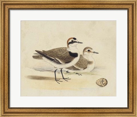 Framed Meyer Shorebirds V Print