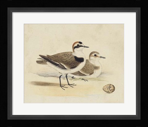Framed Meyer Shorebirds V Print