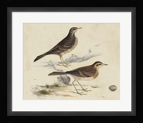 Framed Meyer Shorebirds VI Print