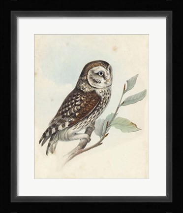 Framed Meyer Little Owl Print