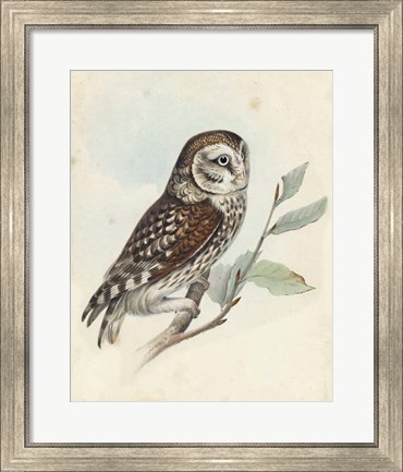 Framed Meyer Little Owl Print