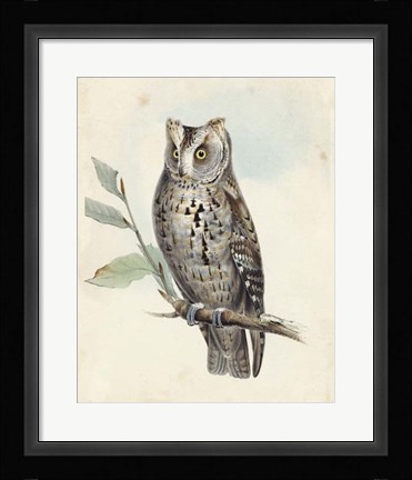 Framed Meyer Scops-Eared Owl Print