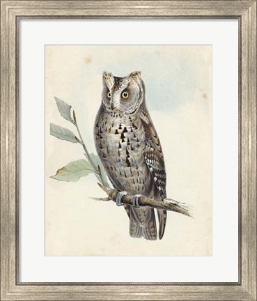 Framed Meyer Scops-Eared Owl Print