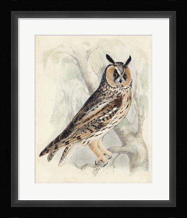 Framed Meyer Long-Eared Owl Print