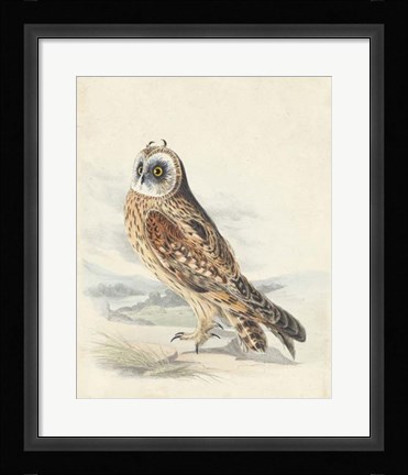 Framed Meyer Hawk Owl Print
