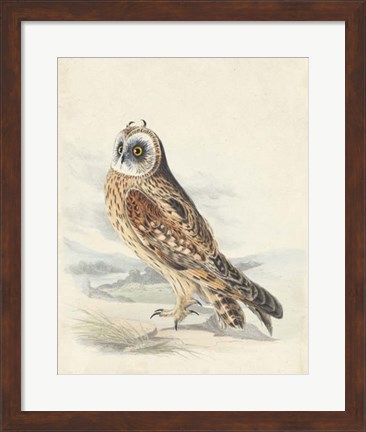 Framed Meyer Hawk Owl Print