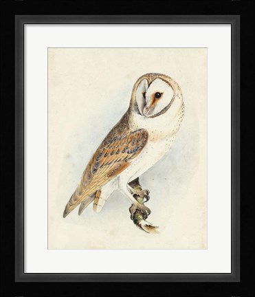 Framed Meyer Barn Owl Print
