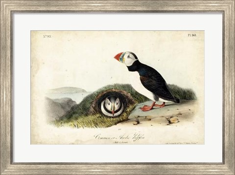Framed Audubon Arctic Puffin Print