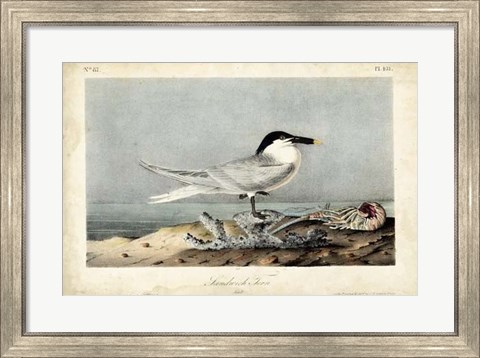 Framed Audubon Sandwich Tern Print