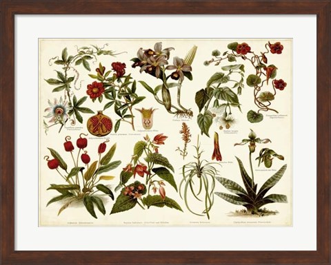 Framed Tropical Botany Chart II Print