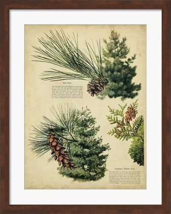 Framed Red Pine &amp; Eastern White Pine Print