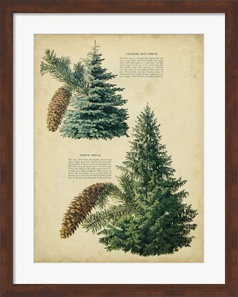 Framed Colorado Blue Spruce &amp;Norway Spruce Print