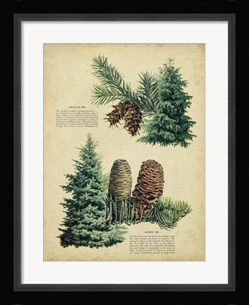 Framed Douglas Fir &amp; White Fir Print