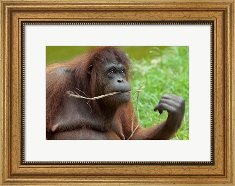 Framed Bornean Orangutan, adult female, Borneo Print