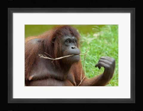 Framed Bornean Orangutan, adult female, Borneo Print