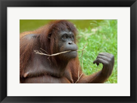 Framed Bornean Orangutan, adult female, Borneo Print