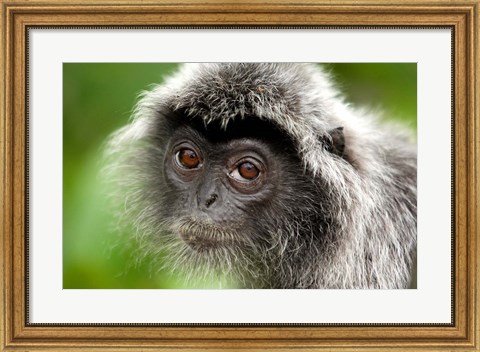 Framed Silver Leaf Monkey, Borneo, Malaysia Print