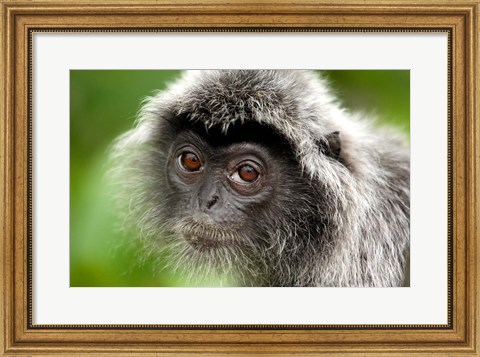 Framed Silver Leaf Monkey, Borneo, Malaysia Print