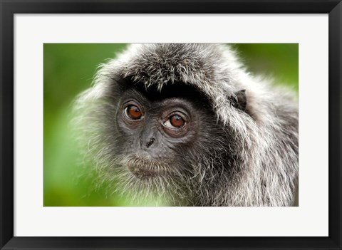 Framed Silver Leaf Monkey, Borneo, Malaysia Print