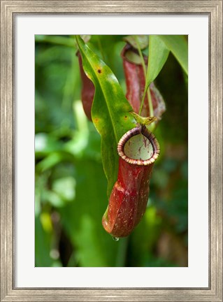 Framed Old World carnivorous pitcher plant hanging from tendril, Penang, Malaysia Print