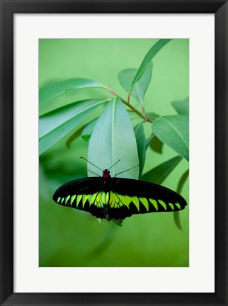 Framed Rajah Brooke&#39;s Birdwing, Malaysia&#39;s national butterfly Print