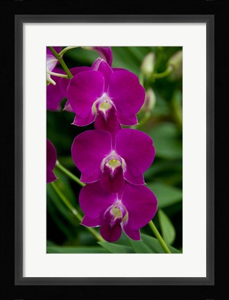 Framed Singapore. National Orchid Garden - Pink Orchids Print