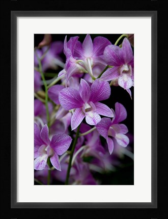 Framed Singapore. National Orchid Garden - Purple/White Orchids Print