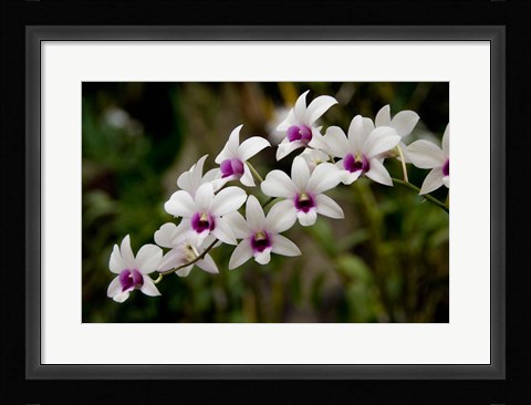 Framed Singapore. National Orchid Garden - White Orchids Print