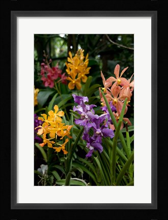 Framed Singapore. National Orchid Garden - Multi colored Orchids Print