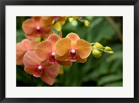 Framed Singapore. National Orchid Garden - Peach Orchids Print