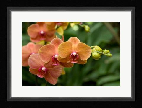 Framed Singapore. National Orchid Garden - Peach Orchids Print