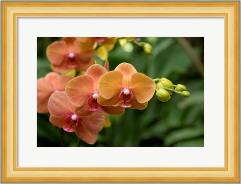Framed Singapore. National Orchid Garden - Peach Orchids Print