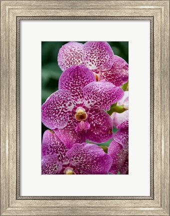 Framed Singapore. National Orchid Garden - spotted Orchids Print