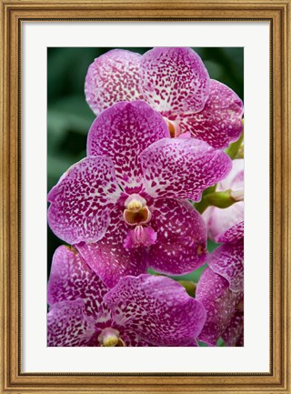 Framed Singapore. National Orchid Garden - spotted Orchids Print