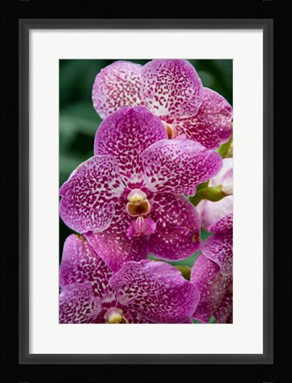 Framed Singapore. National Orchid Garden - spotted Orchids Print