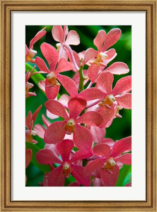 Framed Singapore. National Orchid Garden - salmon colored Orchids Print