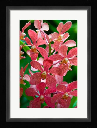 Framed Singapore. National Orchid Garden - salmon colored Orchids Print